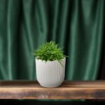 Peperomia Rotundifolia - Ø12cm - ↕15cm – Image 5