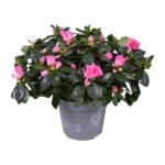 Azalea Rose Oiseau - Ø14cm - ↕30cm