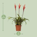 Vriesea Elan Toef - Ø12cm - ↕55cm – Image 2