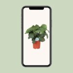 Calathea Orbifolia - Ø21cm - ↕70cm – Image 4