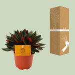 Peperomia Caperata Rosso - Ø11cm - ↕15cm – Image 3