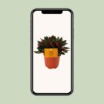 Peperomia Caperata Rosso - Ø11cm - ↕15cm – Image 4