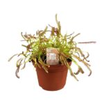 Drosera Capensis - Ø12cm - ↕17cm