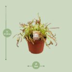 Drosera Capensis - Ø12cm - ↕17cm – Image 2