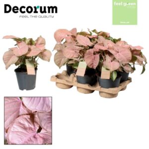 Syngonium Red Heart Feel Green - Ø14cm - ↕30cm