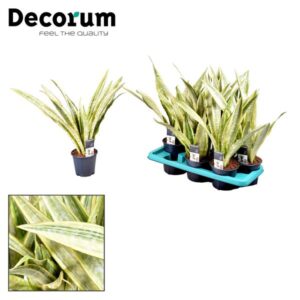 Sansevieria Aubrytniana Lauren - Ø14cm - ↕50cm