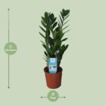 Zamioculcas Zamiifolia - Ø14cm - ↕55cm – Image 2