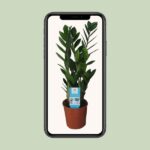 Zamioculcas Zamiifolia - Ø14cm - ↕55cm – Image 4