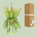 Epiphyllum Anguliger - Ø21cm - ↕60cm – Image 3