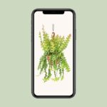 Epiphyllum Anguliger - Ø21cm - ↕60cm – Image 4