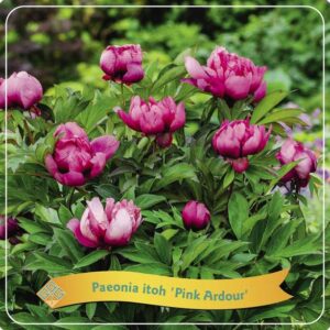 Paeonia Itoh 'Pink Ardour' C5 - Ø21cm - ↕35cm