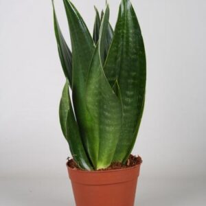 Sansevieria Dark Diamond - Ø14cm - ↕40cm