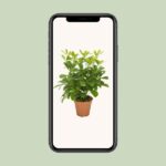 Schefflera Nora - Ø13cm - ↕35cm – Image 4