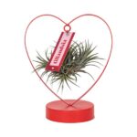 Tillandsia Ionantha Silver - Ø10 -5cm - ↕23cm