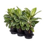 Aglaonema Lemon Mint - Ø19cm - ↕50cm