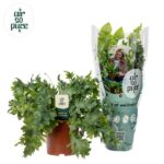 Aglaonema Lemon Mint - Ø19cm - ↕50cm – Image 4