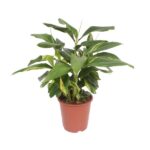 Alpinia Zerumbet Variegata - Ø27cm - ↕80cm