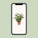 Alpinia Zerumbet Variegata - Ø27cm - ↕80cm – Image 4