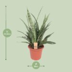 Sansevieria Diamond Green - Ø25cm - ↕80cm – Image 2