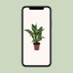 Spathiphyllum Diamond - Ø12cm - ↕40cm – Image 4