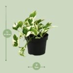 Scindapsus (Epipremnum) N'joy - Ø12cm - ↕15cm – Image 2