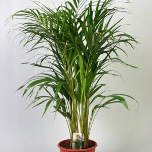 Dypsis Lutescens (Areca) - Ø21cm - ↕100cm