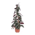 Cissus Antarctica - Ø24cm - ↕100cm