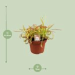 Drosera Capensis - Ø12cm - ↕17cm – Image 2