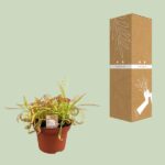 Drosera Capensis - Ø12cm - ↕17cm – Image 3