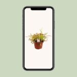 Drosera Capensis - Ø12cm - ↕17cm – Image 4