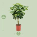 Schefflera Arboricola Gold Capella - Ø19cm - ↕75cm – Image 2