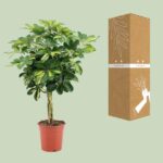 Schefflera Arboricola Gold Capella - Ø19cm - ↕75cm – Image 3