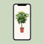 Schefflera Arboricola Gold Capella - Ø19cm - ↕75cm – Image 4