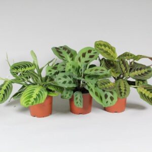 Maranta Leuconeura 'Fascinator' Mix 3 Soorten