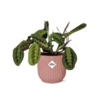 Maranta Leuconeura ‘Fascinator’ Tricolor in ELHO Vibes Fold 14cm rose – Image 2
