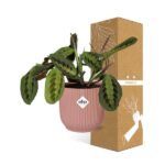 Maranta Leuconeura ‘Fascinator’ Tricolor in ELHO Vibes Fold 14cm rose – Image 4