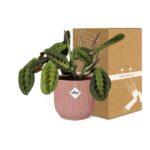 Maranta Leuconeura ‘Fascinator’ Tricolor in ELHO Vibes Fold 14cm rose – Image 5