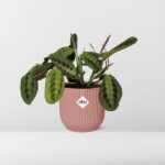 Maranta Leuconeura ‘Fascinator’ Tricolor in ELHO Vibes Fold 14cm rose – Image 6