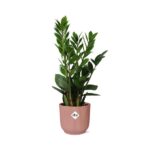 Zamioculcas – Hauteur 45-50 in ELHO Vibes Fold 14cm rose – Image 2