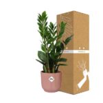 Zamioculcas – Hauteur 45-50 in ELHO Vibes Fold 14cm rose – Image 4