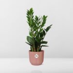 Zamioculcas – Hauteur 45-50 in ELHO Vibes Fold 14cm rose – Image 6