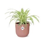 Chlorophytum Comosum Variegatum in ELHO Vibes Fold 14cm rose – Image 2