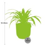 Chlorophytum Comosum Variegatum in ELHO Vibes Fold 14cm rose – Image 3