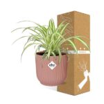 Chlorophytum Comosum Variegatum in ELHO Vibes Fold 14cm rose – Image 4