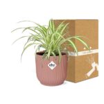 Chlorophytum Comosum Variegatum in ELHO Vibes Fold 14cm rose – Image 5