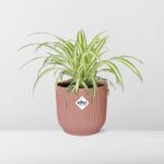 Chlorophytum Comosum Variegatum in ELHO Vibes Fold 14cm rose – Image 6