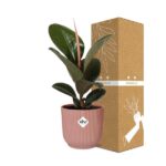 Ficus Elastica ‘Robusta’ dans ELHO Vibes Fold 14cm rose – Image 4