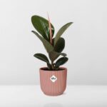 Ficus Elastica ‘Robusta’ dans ELHO Vibes Fold 14cm rose – Image 6