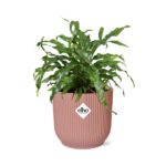 Microsorum Diversifolium dans ELHO Vibes Fold 14cm rose – Image 2