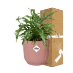 Microsorum Diversifolium dans ELHO Vibes Fold 14cm rose – Image 4